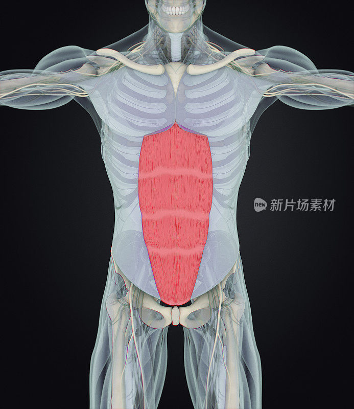 腹直肌，腹肌，人体解剖学。3 d演示。